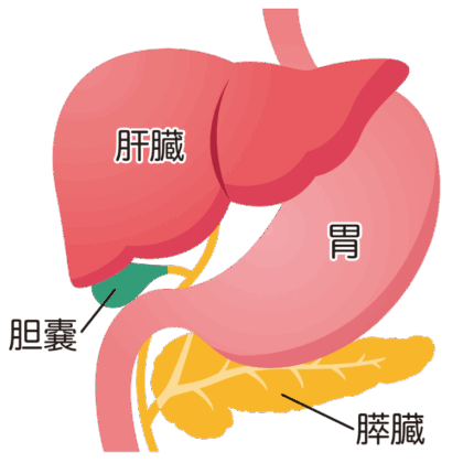 中年女性に多い原発性胆汁性胆管炎（PBC）